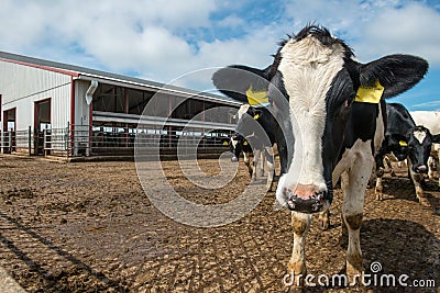 Wisconsin Dairy Farm, Cow, Cows Stock Photo