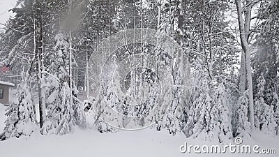 Wisconsin Northwoods Huge Snow Scenery Stock Photo