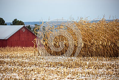 Wisconsin red barn with a little snow in the cornfield in autumn Stock Photo