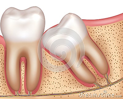 Wisdom tooth eruption diagram Vector Illustration