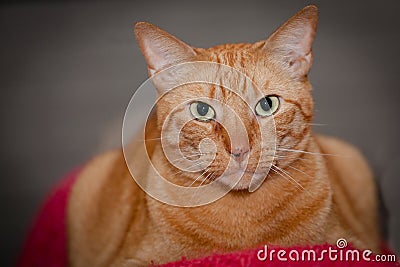 Wise and Content Kitty Stock Photo