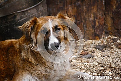 Wise dog look mongrel Stock Photo