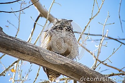 Wise Great Horned Owl in a Tree Stock Photo