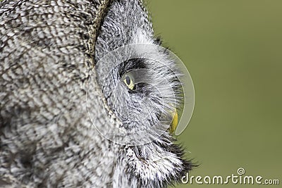 Wise old owl contemplation Stock Photo