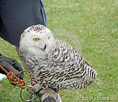 Wise Old Owl Stock Photo