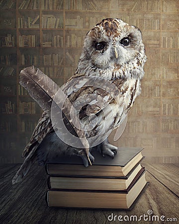 Wise owl Stock Photo