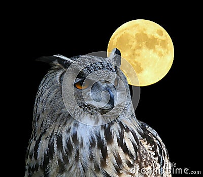 Wise Owl Stock Photo