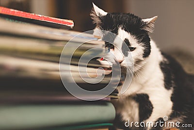 Wise sad black and white cat with a stack of books. Stock Photo