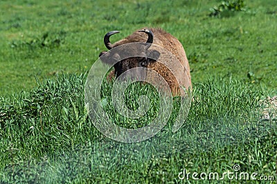 Wisent in Neandertal Stock Photo