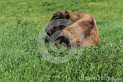 Wisent in Neandertal Stock Photo