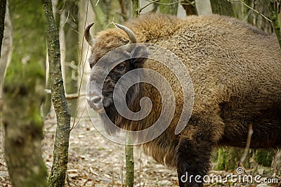 Wisent standing in the forest of the natural park, Maashorst Stock Photo