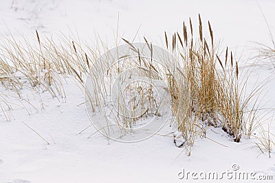 Wisps in the snow, winter scene Stock Photo