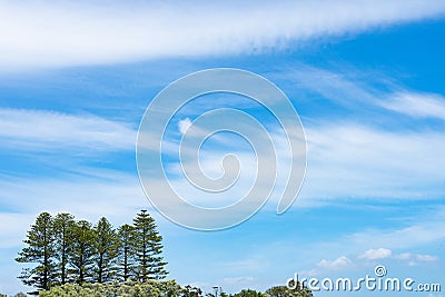 Wispy cloud formation above line of six Norfolk Pine trees on Motuihe Island Stock Photo