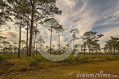 Wispy Clouds Over a Pine Tree Florida Scrubland Stock Photo