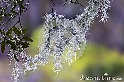 Wispy Spanish Moss Stock Photo