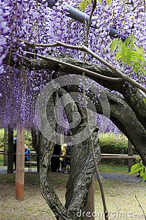 Wistaria garden in Kawachi Editorial Stock Photo