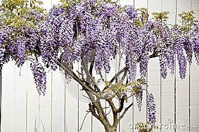 Wisteria Stock Photo