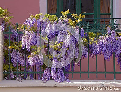 Wisteria Stock Photo