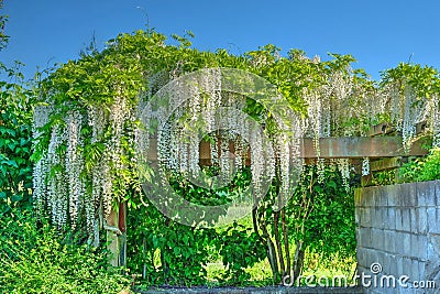 Wisteria blossom. Glicinia. Fuji. Stock Photo