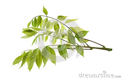 Wisteria branch Stock Photo