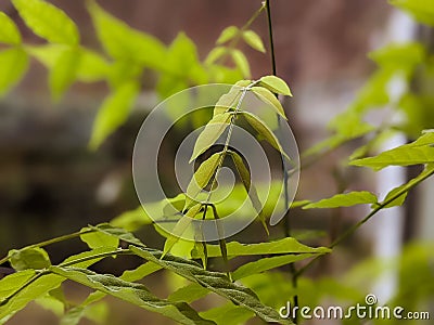 wisteria branch isolated on the window Stock Photo