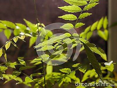 wisteria branch isolated on the window Stock Photo