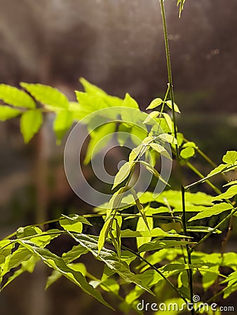 wisteria branch isolated on the window Stock Photo