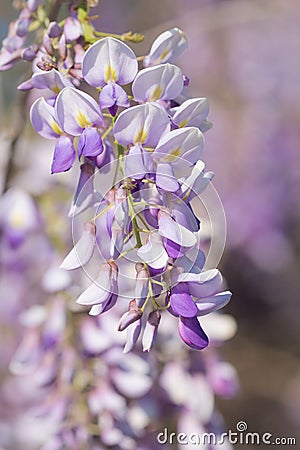 Wisteria Branch Macro on Sunny Day Stock Photo