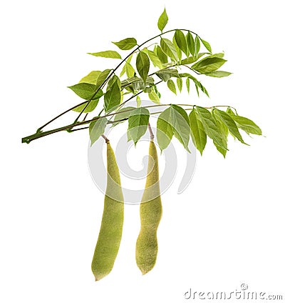 Wisteria branch with pods Stock Photo