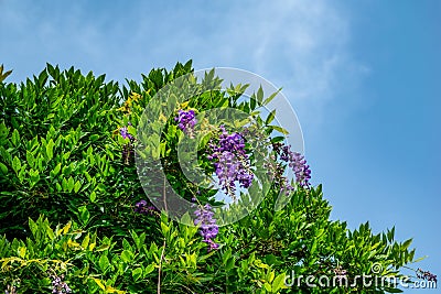 Wisteria bush with violet pendulous racemes of flowers against blue sky Stock Photo