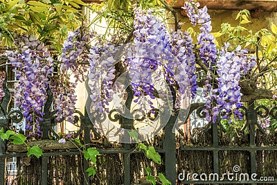 Wisteria clings to an iron grate fence. Stock Photo