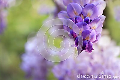 Wisteria clusters of purple lilac flowers during spring Stock Photo