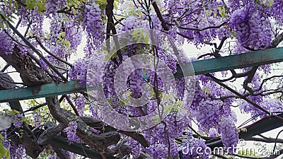 Wisteria Com Cascatas De Flores Azuis a Roxas Que Parecem Espetaculares  Penduradas De Uma Pergola Ou De Um Arco Na Primavera E Video Estoque -  Vídeo de buquê, exterior: 227274929