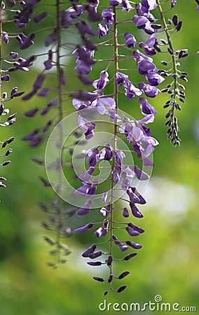 Purple Wisteria Flower Stock Photo