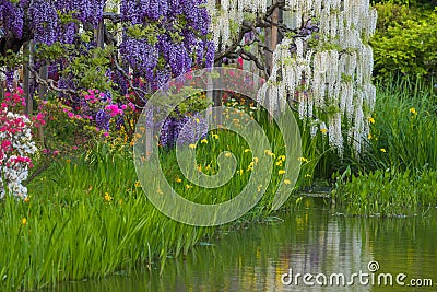 Wisteria flower Stock Photo