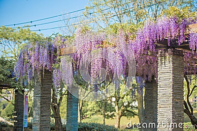 Wisteria flower at Ohori Park in Fukuoka, Japan Stock Photo