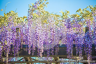 Wisteria flower at Ohori Park in Fukuoka, Japan Stock Photo