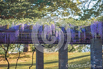 Wisteria flower at Ohori Park in Fukuoka, Japan Stock Photo