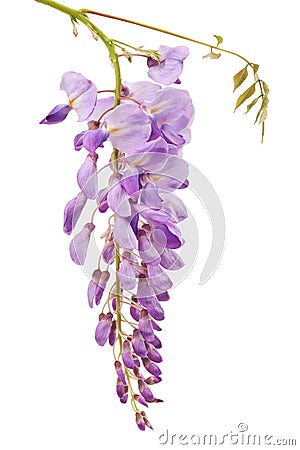 Wisteria Stock Photo