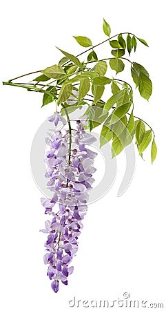 Wisteria Stock Photo