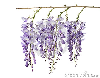 Wisteria flowers isolated Stock Photo