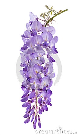 Wisteria flowers Stock Photo