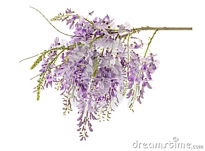 Wisteria flowers isolated Stock Photo