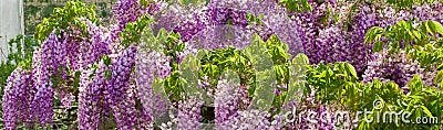 Lilac Wisteria flowers pattern ,texture ,background. Stock Photo