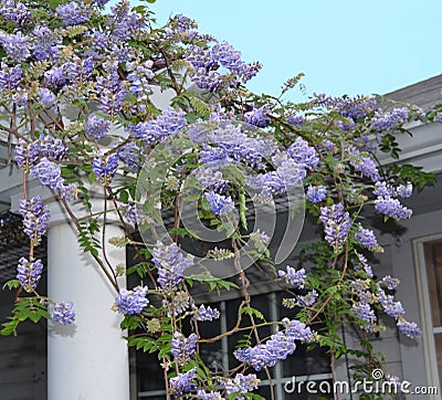 Wisteria frutescens blooming on a pergola Stock Photo