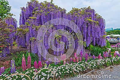 Wisteria Stock Photo