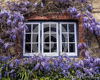 Wisteria in Godshill, on the Isle of Wight Stock Photo