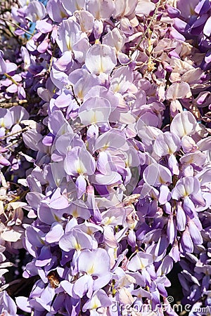 Wisteria plant flowers hedge color nature purple pink detail macro Stock Photo