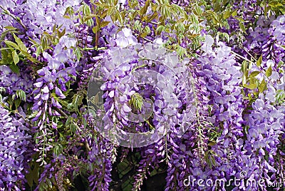 Wisteria purple flowers Stock Photo