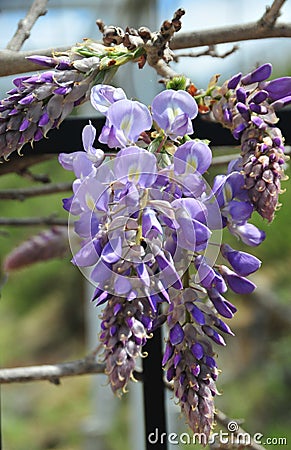 Wisteria sinensis blossoms on a vine Stock Photo